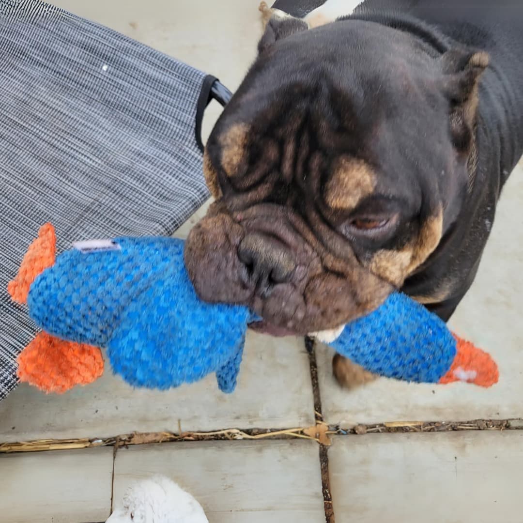 TuffDuckie™ Built Tough for Every Pup - Moiasun