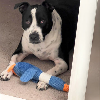 TuffDuckie™ Built Tough for Every Pup - Moiasun