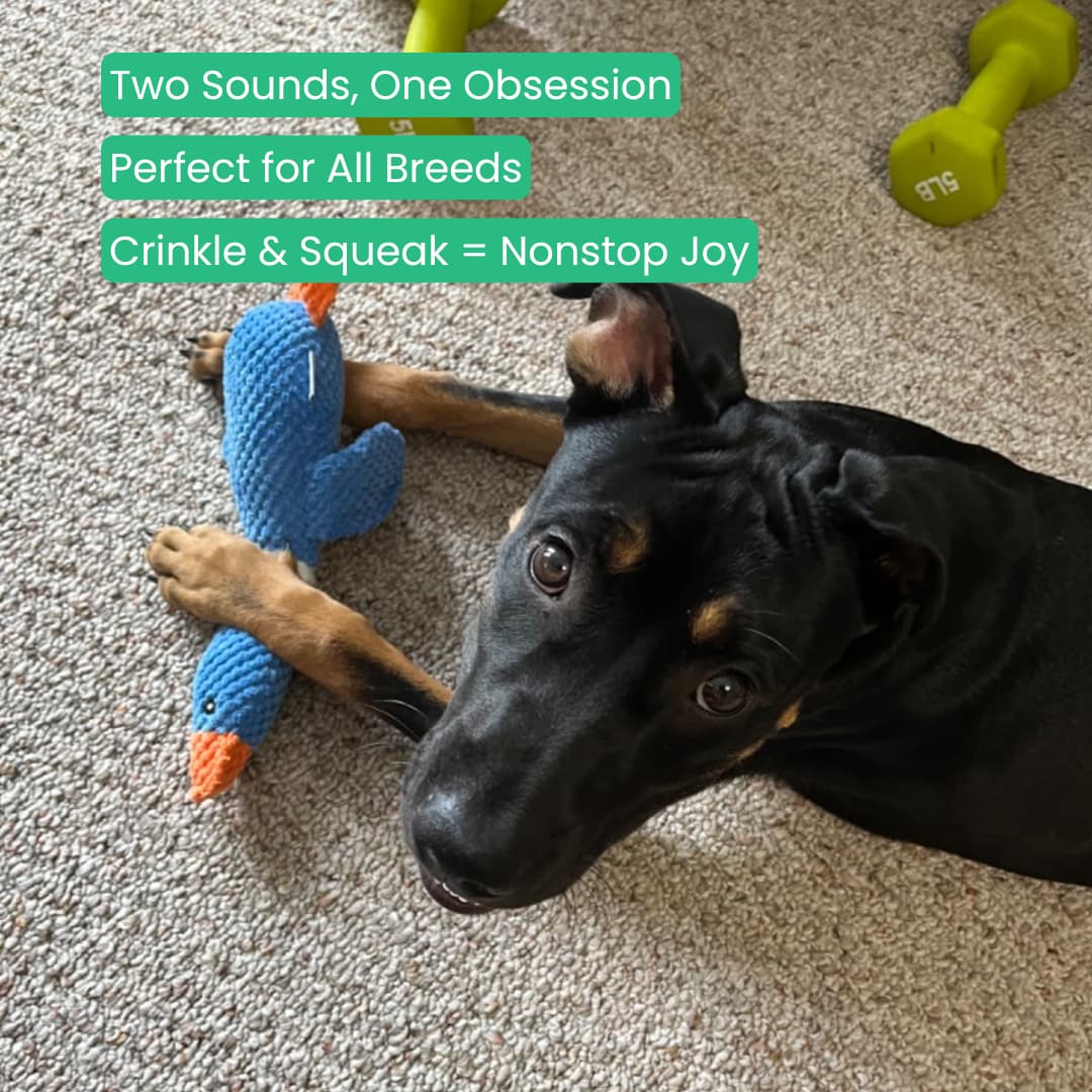 TuffDuckie™ Built Tough for Every Pup - Moiasun