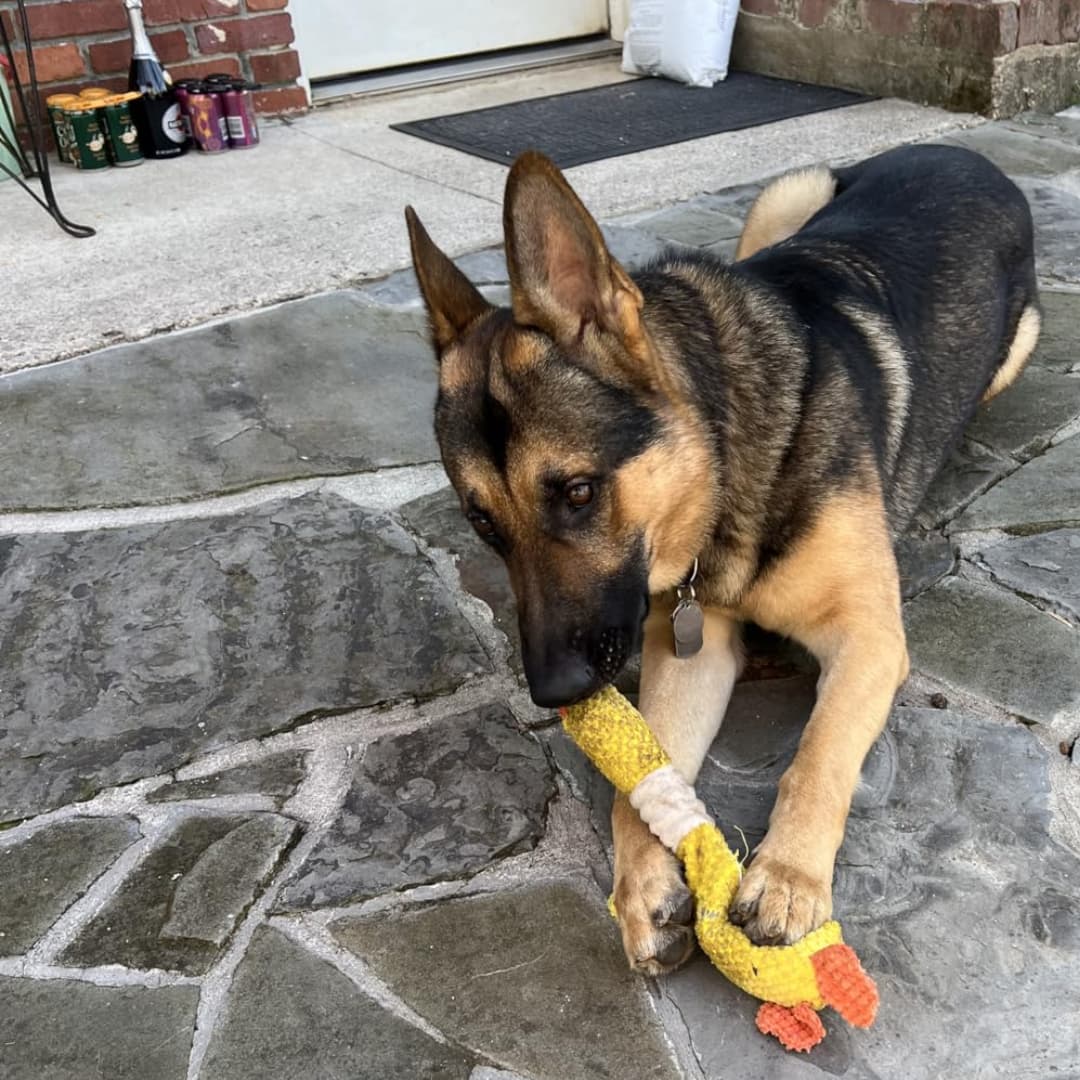 TuffDuckie™ Built Tough for Every Pup - Moiasun